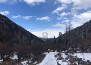 逃离变色龙森林